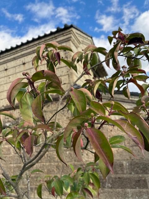 常緑ヤマボウシ　株元から180ｃｍ　ホンコンエンシス　月光