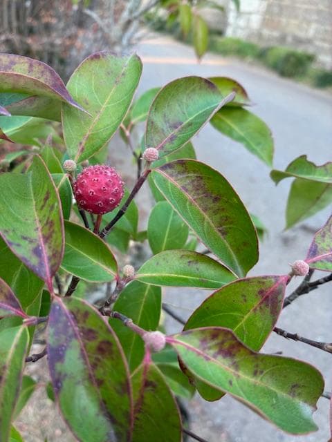 常緑ヤマボウシ　株元から180ｃｍ　ホンコンエンシス　月光