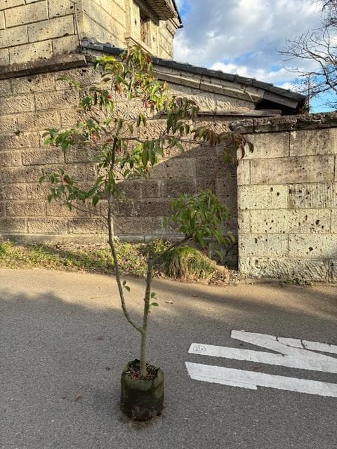 常緑ヤマボウシ　株元から180ｃｍ　ホンコンエンシス　月光