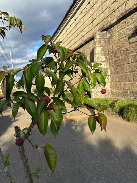 常緑ヤマボウシ　株元から180ｃｍ　ホンコンエンシス　月光