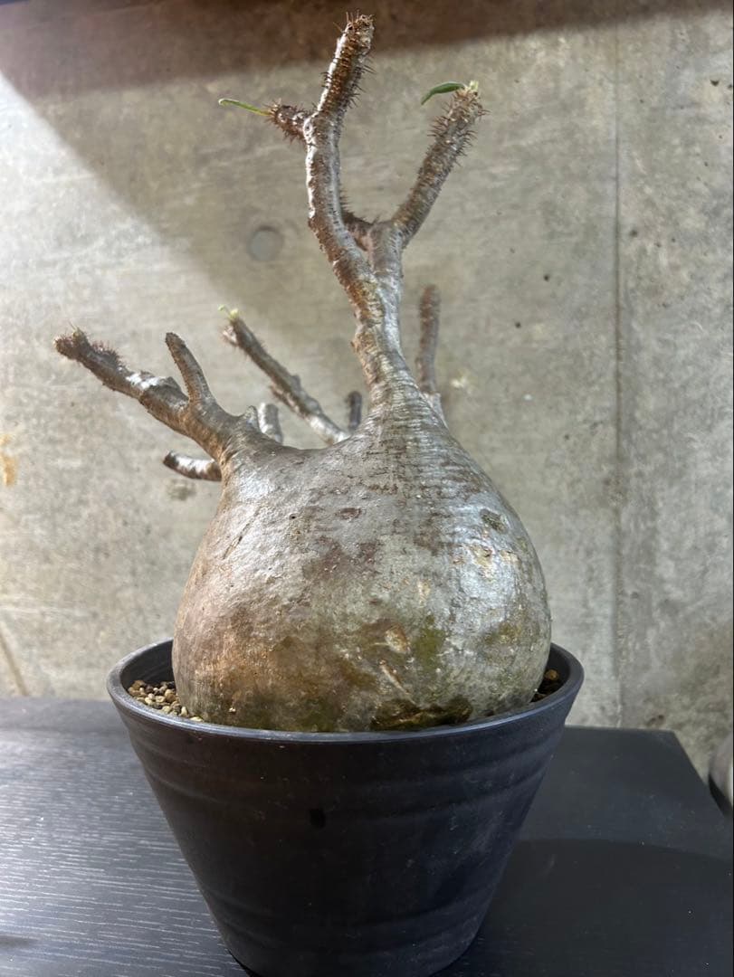 パキポディウムグラキリス　現地球　発根済　大株　グラキリス