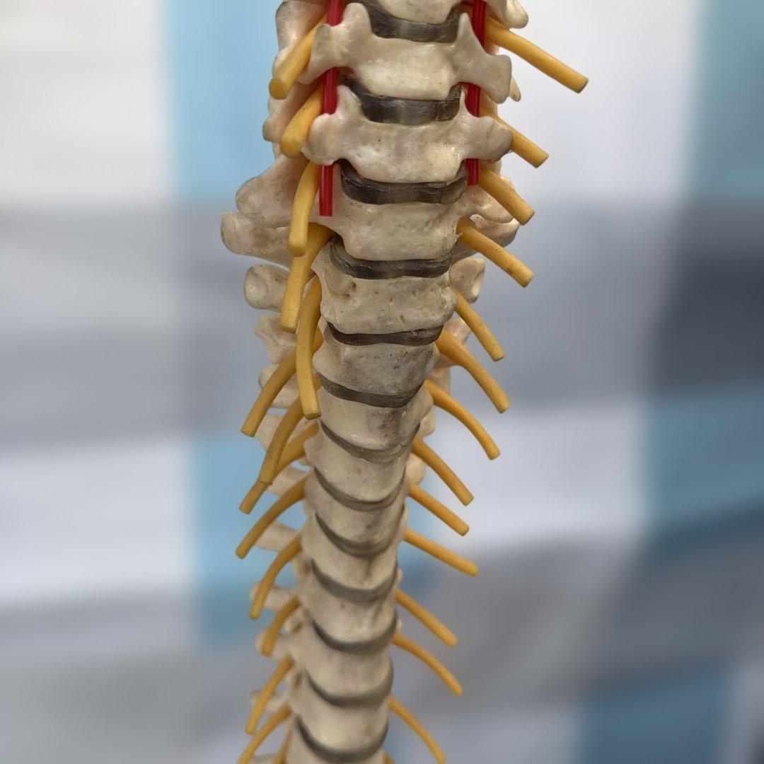 脊椎モデル 約85cm 可動式