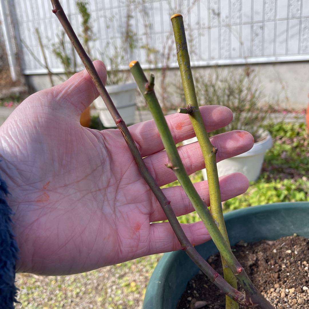 【1.19 癌腫無し　即購入可能】【ER廃盤　ジェフハミルトン苗