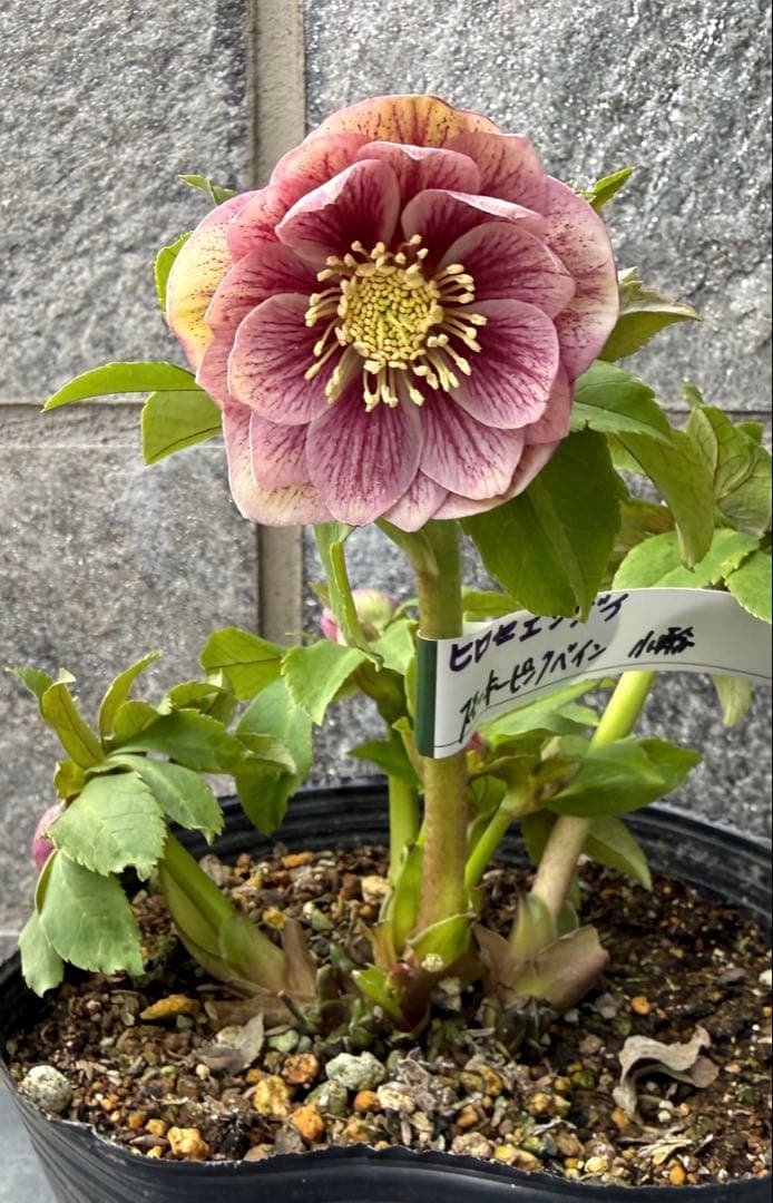 クリスマスローズ　広瀬園芸スモーキーピンクベイン小輪