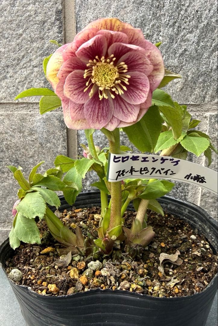 クリスマスローズ　広瀬園芸スモーキーピンクベイン小輪