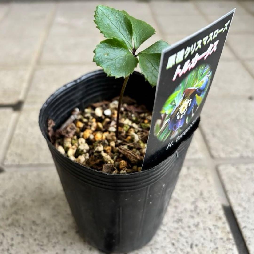 クリスマスローズ　原種　アトロルーベンス　デュメトルム　など　交配