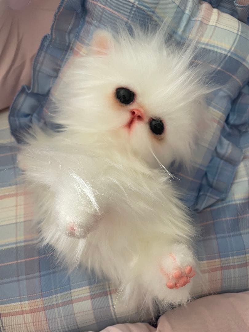 エキゾチックロングヘアの子猫アートドール