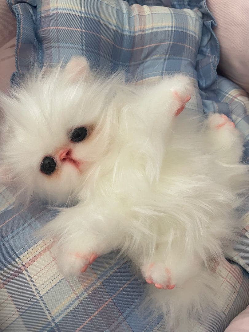 エキゾチックロングヘアの子猫アートドール