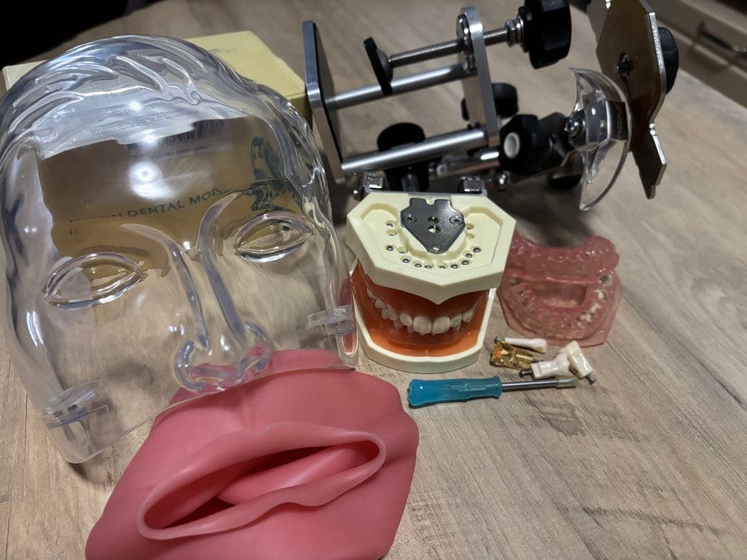 歯科 顎模型 一式　NISSIN シンプルマネキン