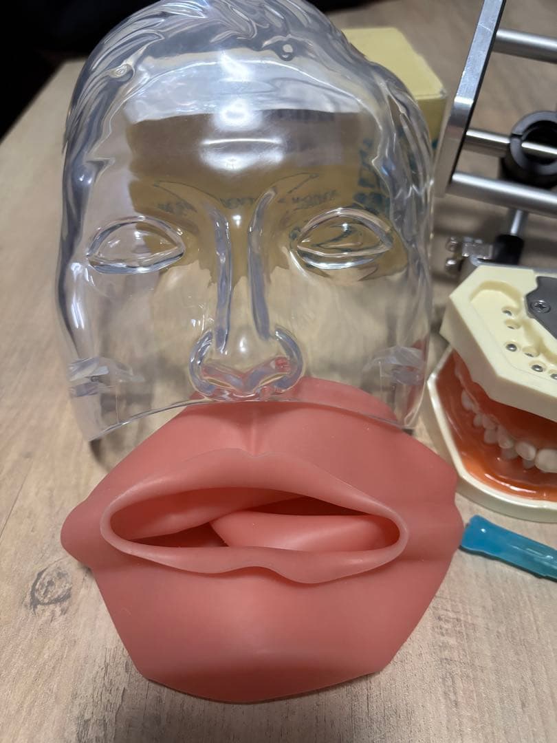 歯科 顎模型 一式　NISSIN シンプルマネキン