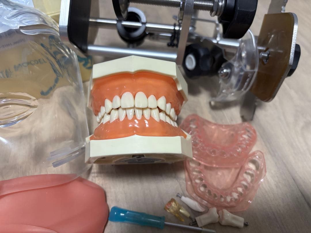 歯科 顎模型 一式　NISSIN シンプルマネキン