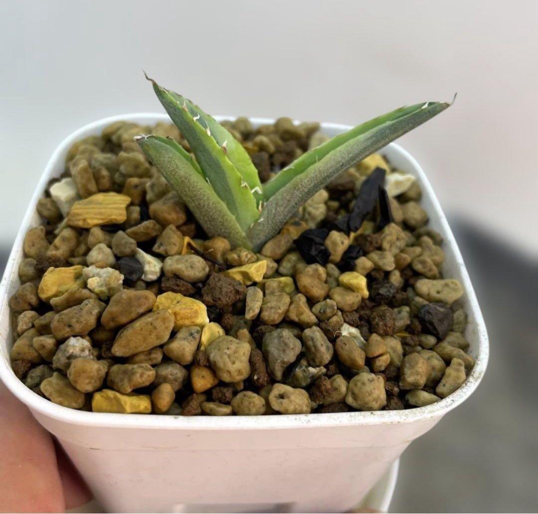 おまとめ専用　アガベ　チタノタ　白妖　散り斑タイプ　ホワイトアイス黄覆輪