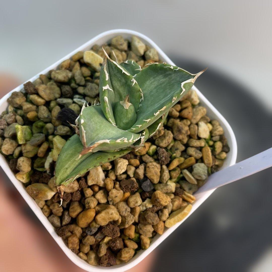 おまとめ専用　アガベ　チタノタ　白妖　散り斑タイプ　ホワイトアイス黄覆輪