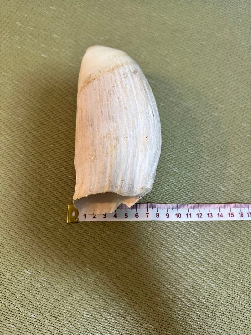 【約620g】鯨歯 標本 原歯 無加工 天然素材 コレクション 加工素材