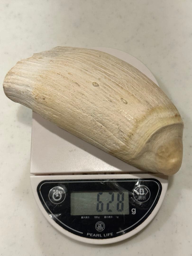 【約620g】鯨歯 標本 原歯 無加工 天然素材 コレクション 加工素材