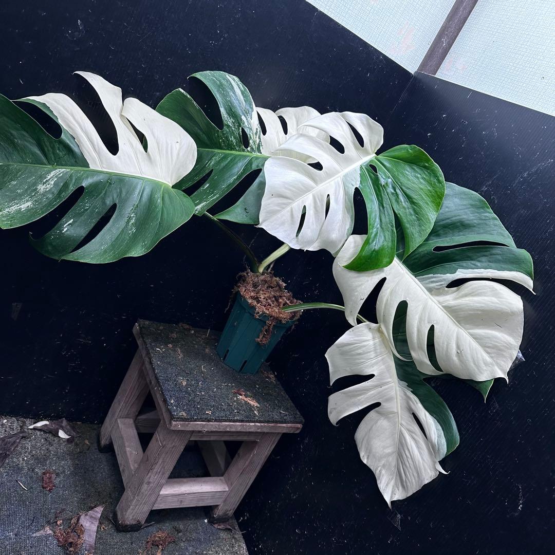 超*✿様 モンステラ斑入りハーフムーンホワイトタイガー極美斑入り　　 52cm