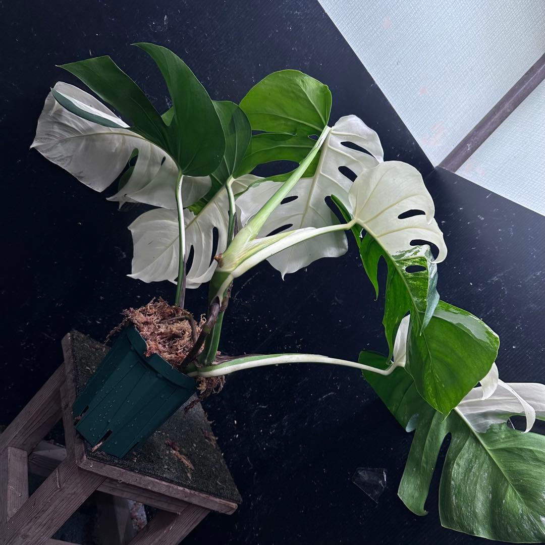 超*✿様 モンステラ斑入りハーフムーンホワイトタイガー極美斑入り　　 52cm