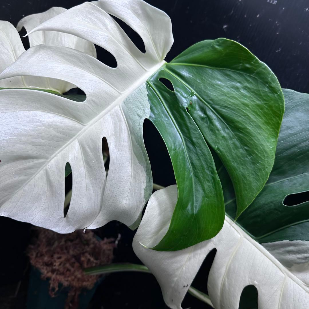 超*✿様 モンステラ斑入りハーフムーンホワイトタイガー極美斑入り　　 52cm