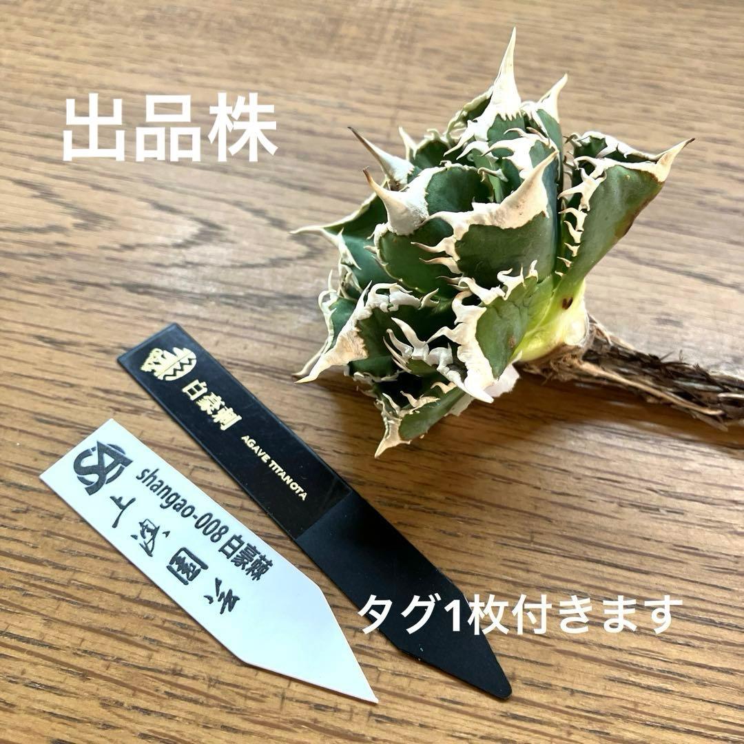 J*J様 【オークション】13 ラスト1株　優秀　アガべ　白豪刺　白豪棘　TC