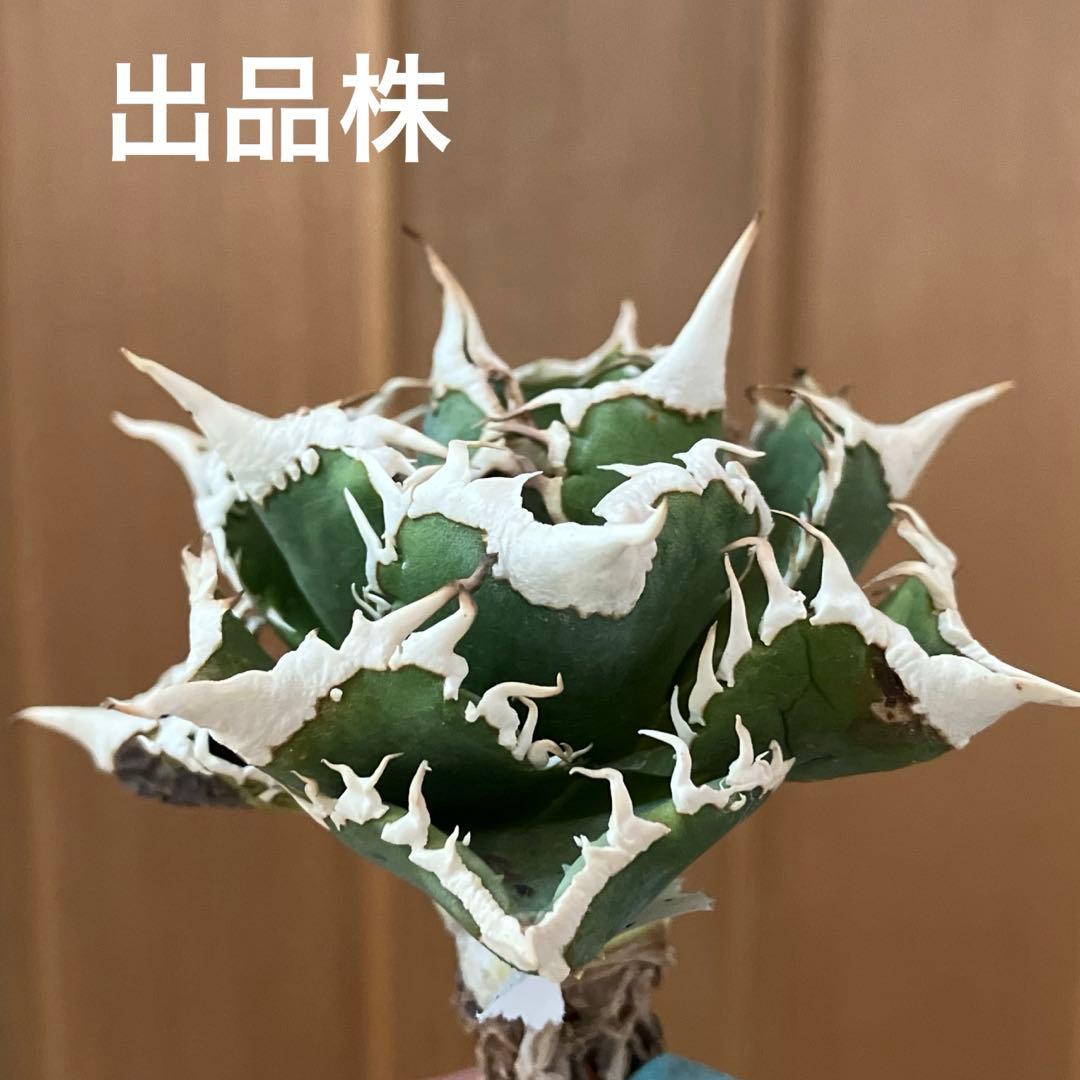 J*J様 【オークション】13 ラスト1株　優秀　アガべ　白豪刺　白豪棘　TC