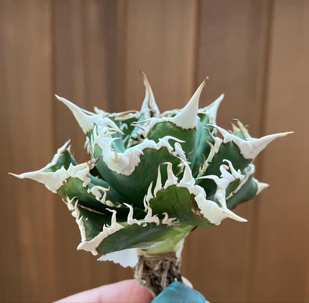 J*J様 【オークション】13 ラスト1株　優秀　アガべ　白豪刺　白豪棘　TC