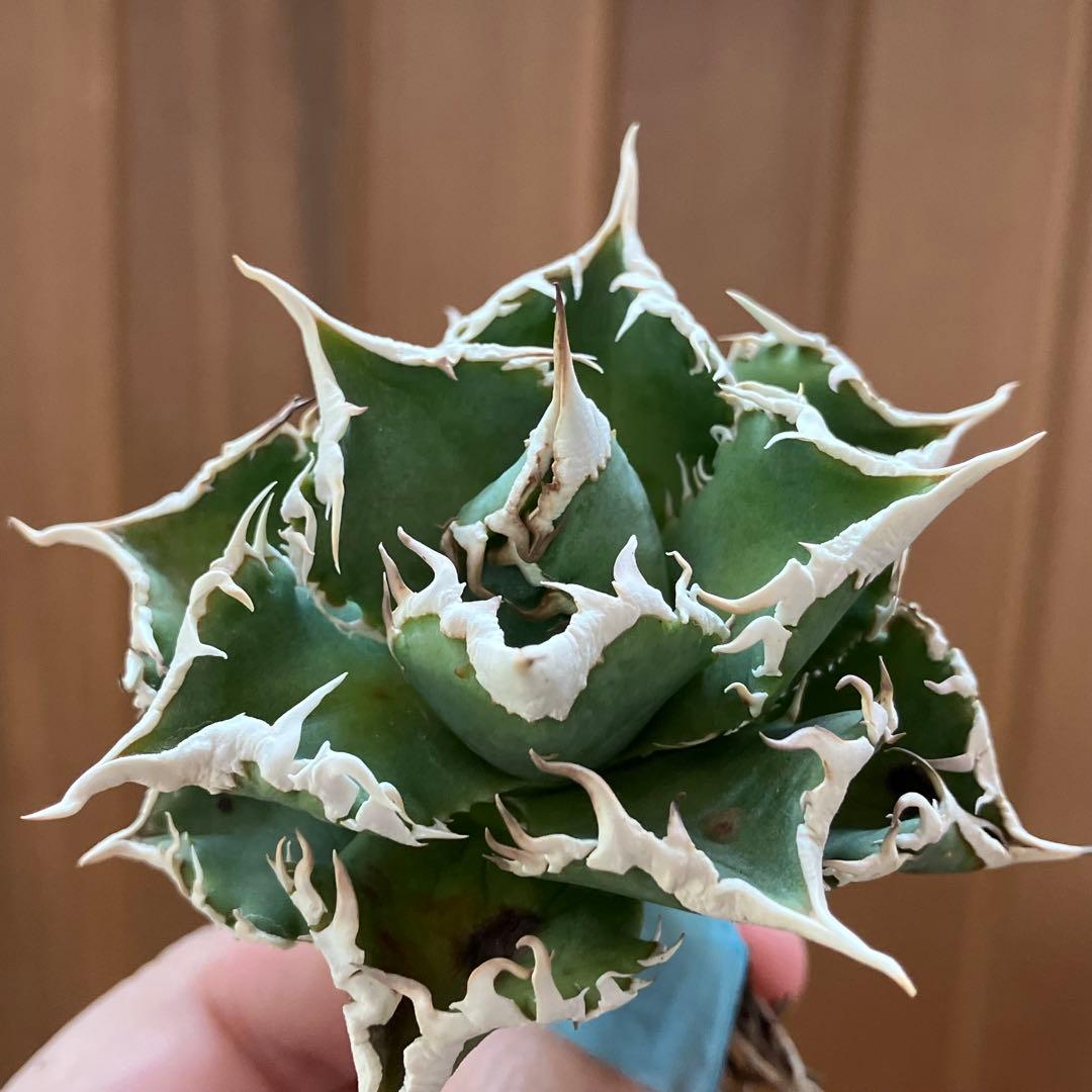 J*J様 【オークション】13 ラスト1株　優秀　アガべ　白豪刺　白豪棘　TC