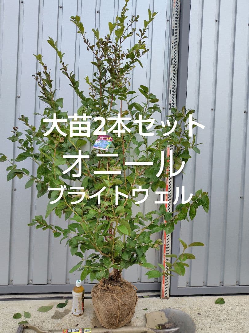 ブルーベリー苗オニール＆ブライトウェル大苗2本セット