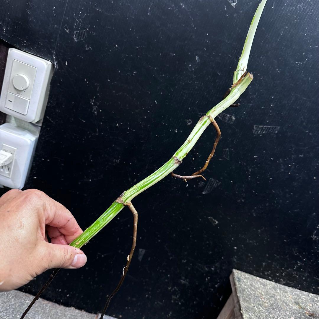 M*8様 斑入りモンステラホワイトタイガー大茎8株おまとめ