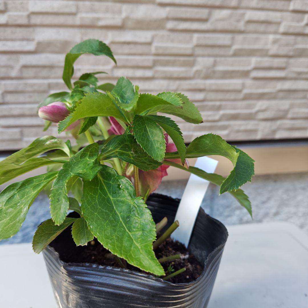 ハ*ー様 クリスマスローズ 曽田園芸 dd多弁ピンクぼかし