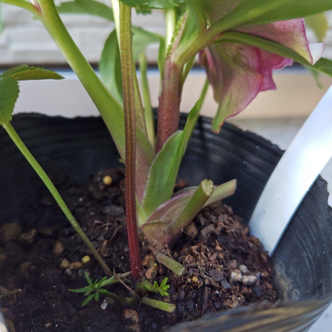 ハ*ー様 クリスマスローズ 曽田園芸 dd多弁ピンクぼかし