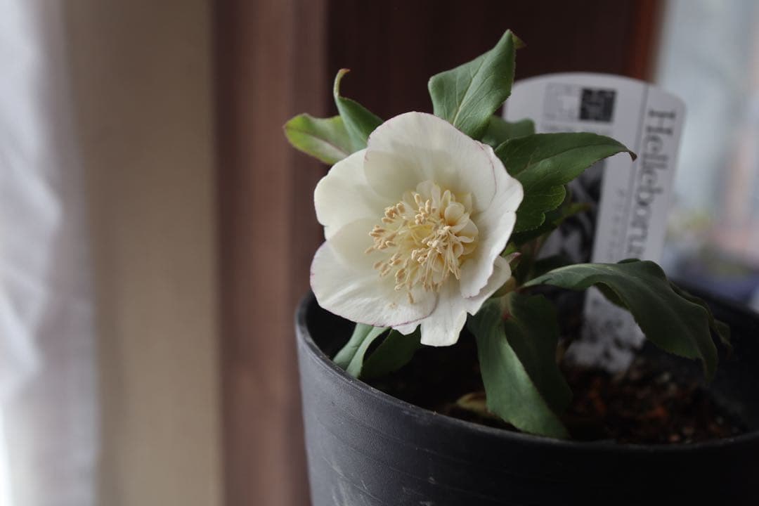 ♡広瀬園芸♡セミダブルカップ　ホワイトゴールド