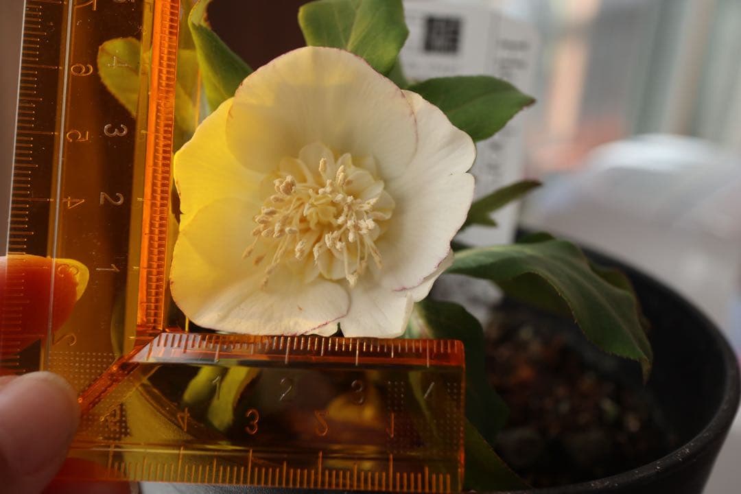 ♡広瀬園芸♡セミダブルカップ　ホワイトゴールド