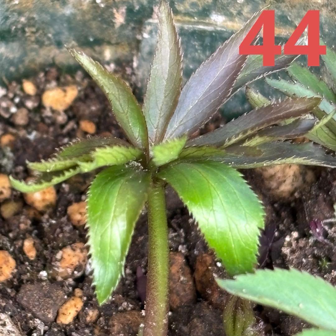 クリスマスローズ 原種 H.ムルチヒィダス・ヘルツェゴヴィヌス