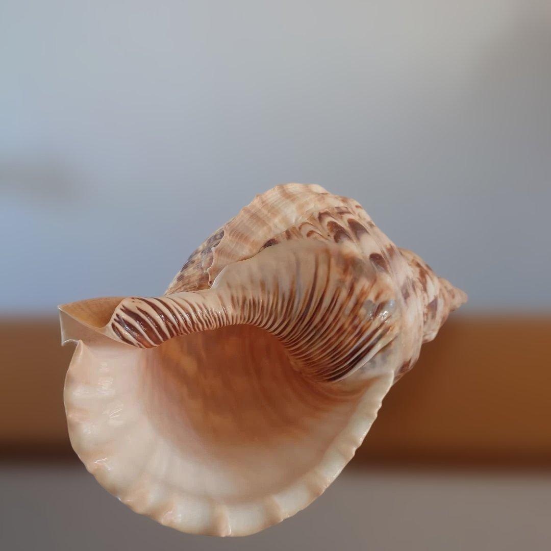 法螺貝 天然 笛 置物 ホラ貝 楽器 ほら貝
