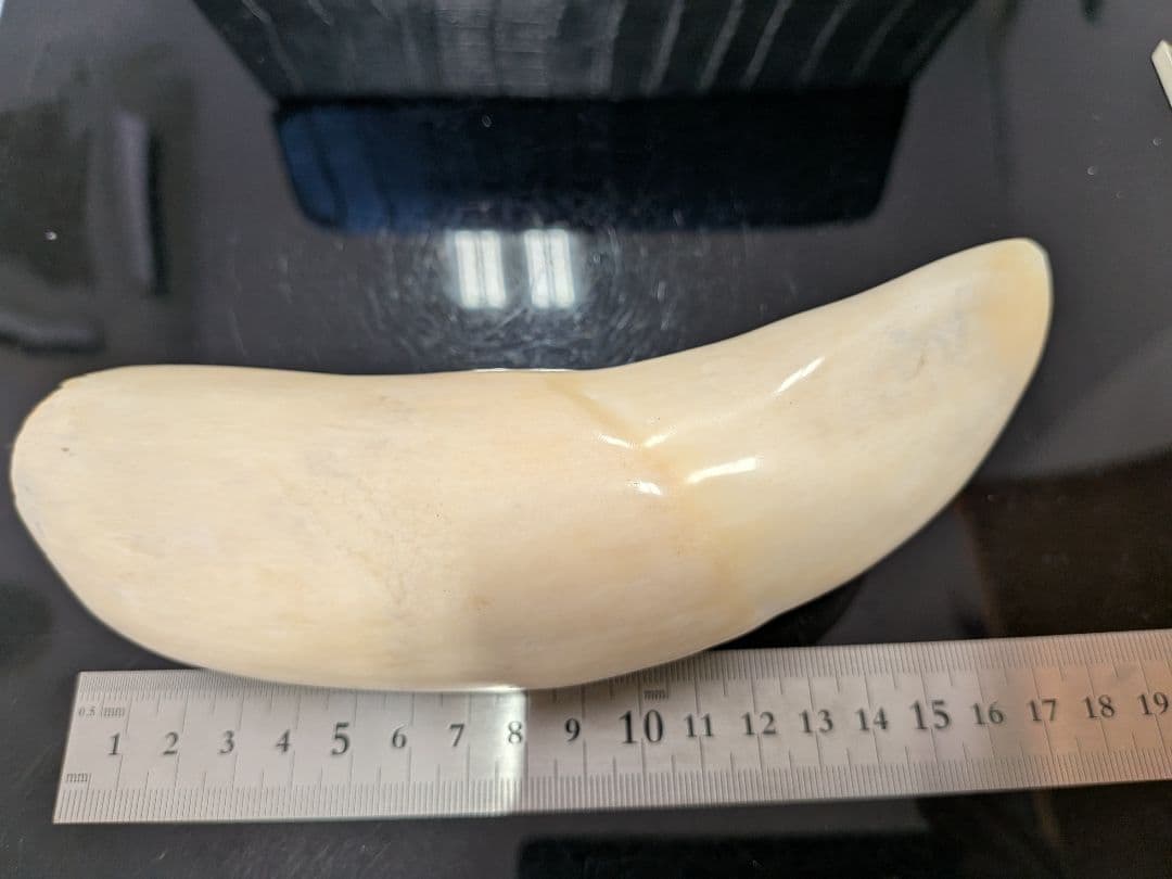 マッコウ鯨歯　本物　磨き済