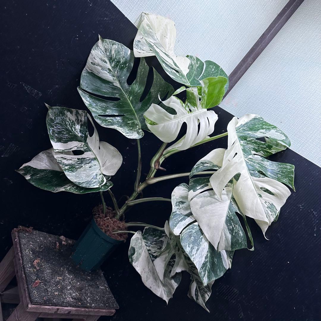 斑入りモンステラ ホワイトタイガー極美大株67cm白斑多