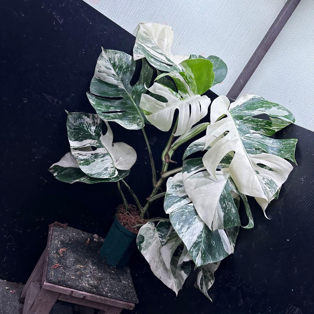 斑入りモンステラ ホワイトタイガー極美大株67cm白斑多