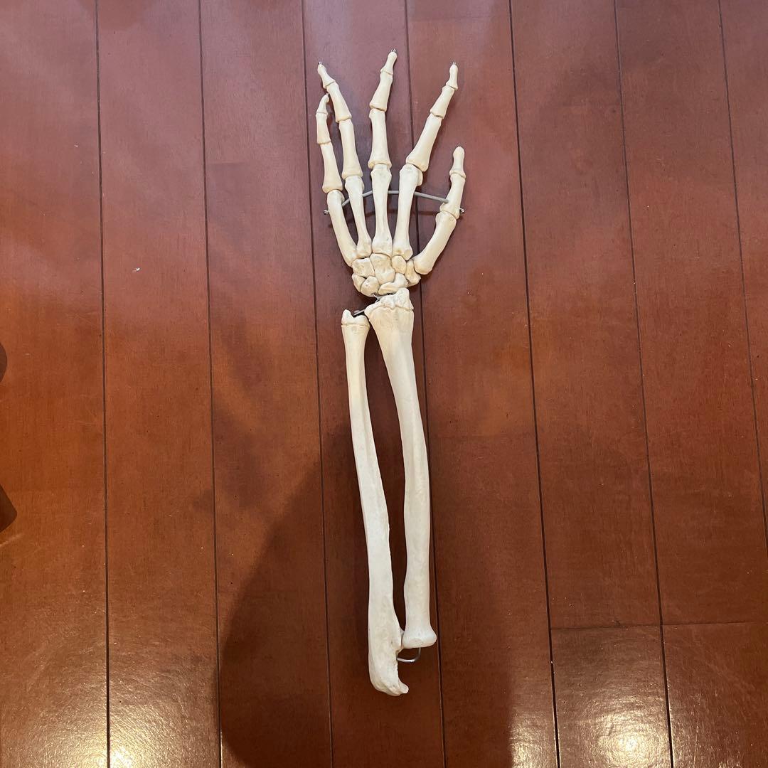 骨格模型　3B Scientific 手　橈骨　尺骨