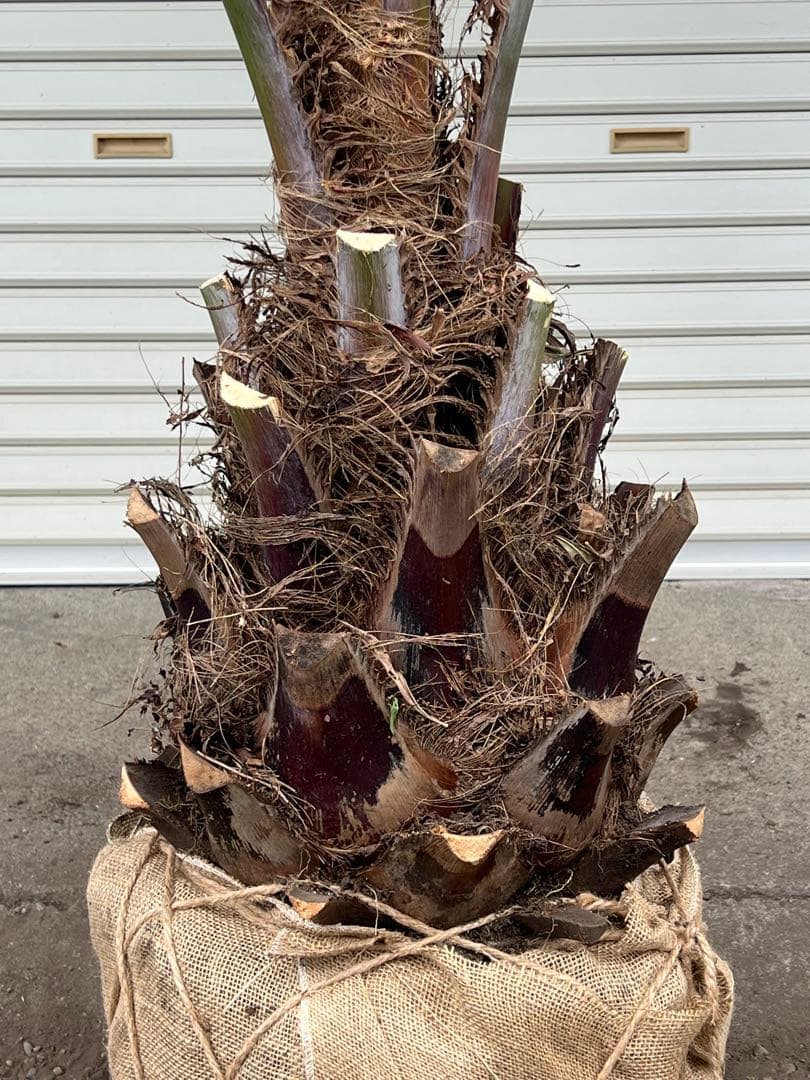 ココスヤシ　大株極太シルバーリーフ　カルフォルニアスタイル　送料込み価格