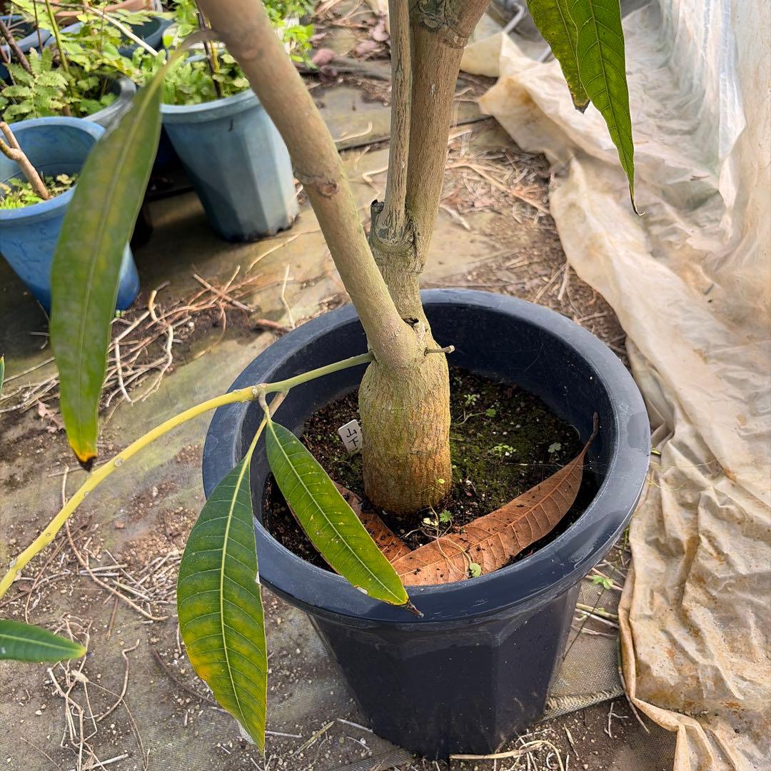 山下マンゴー　10号特大