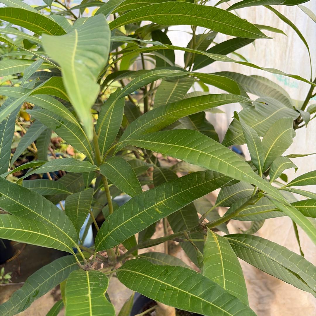 山下マンゴー　10号特大