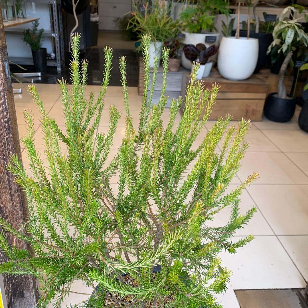 バンクシア エリシフォリア ヒースバンクシア