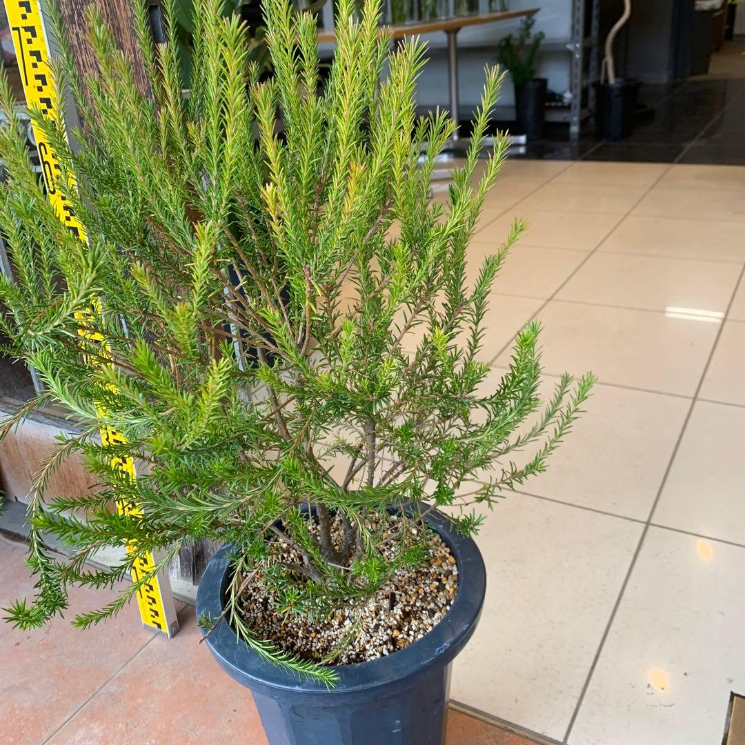 バンクシア エリシフォリア ヒースバンクシア