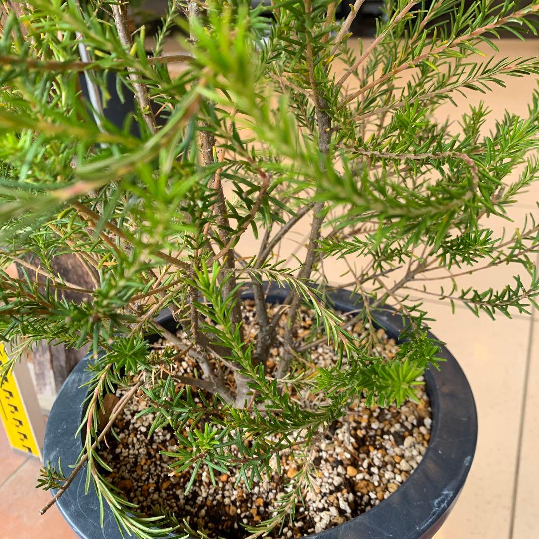 バンクシア エリシフォリア ヒースバンクシア