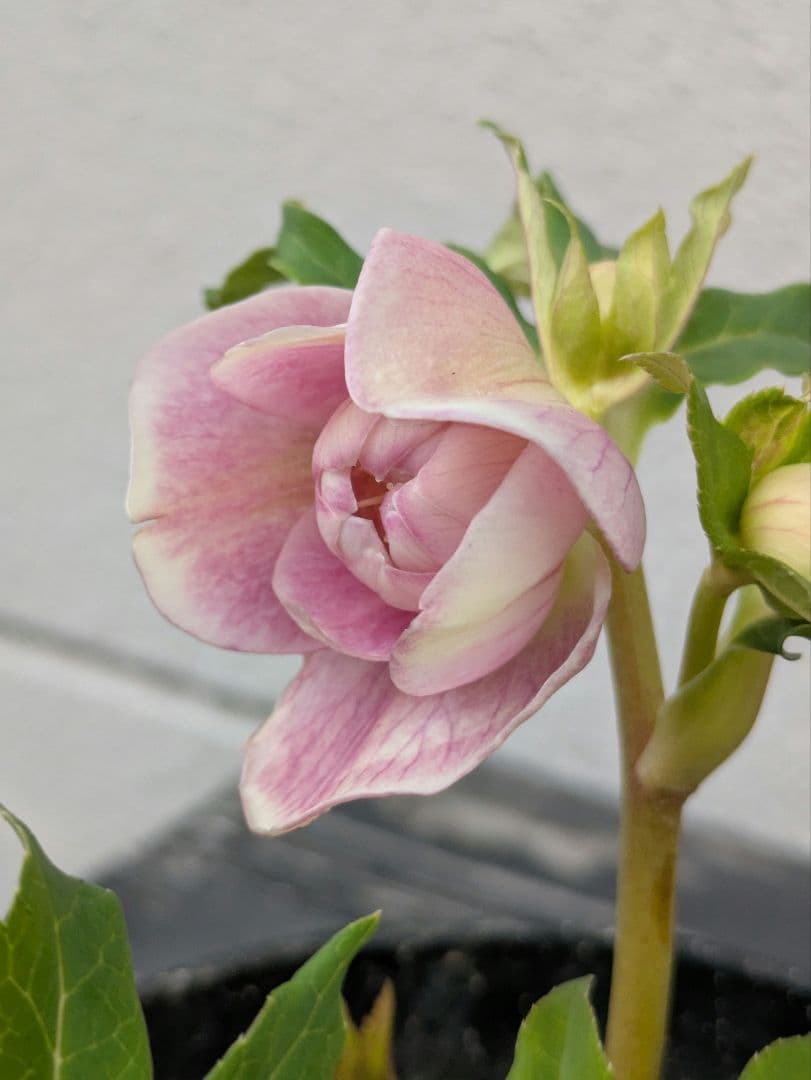 広瀬園芸 クリスマスローズ【オーレア系パステルピンクグラデーションdd】