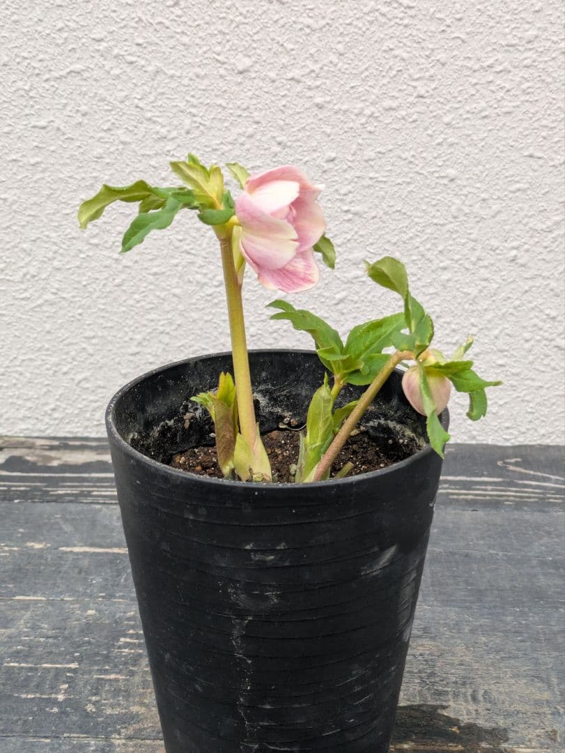 広瀬園芸 クリスマスローズ【オーレア系パステルピンクグラデーションdd】