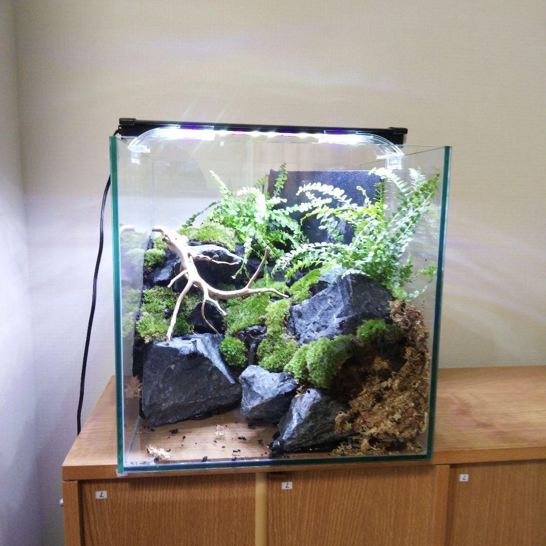 【受注生産】イモリウム 苔テラリウム 滝のあるアクアテラリウム