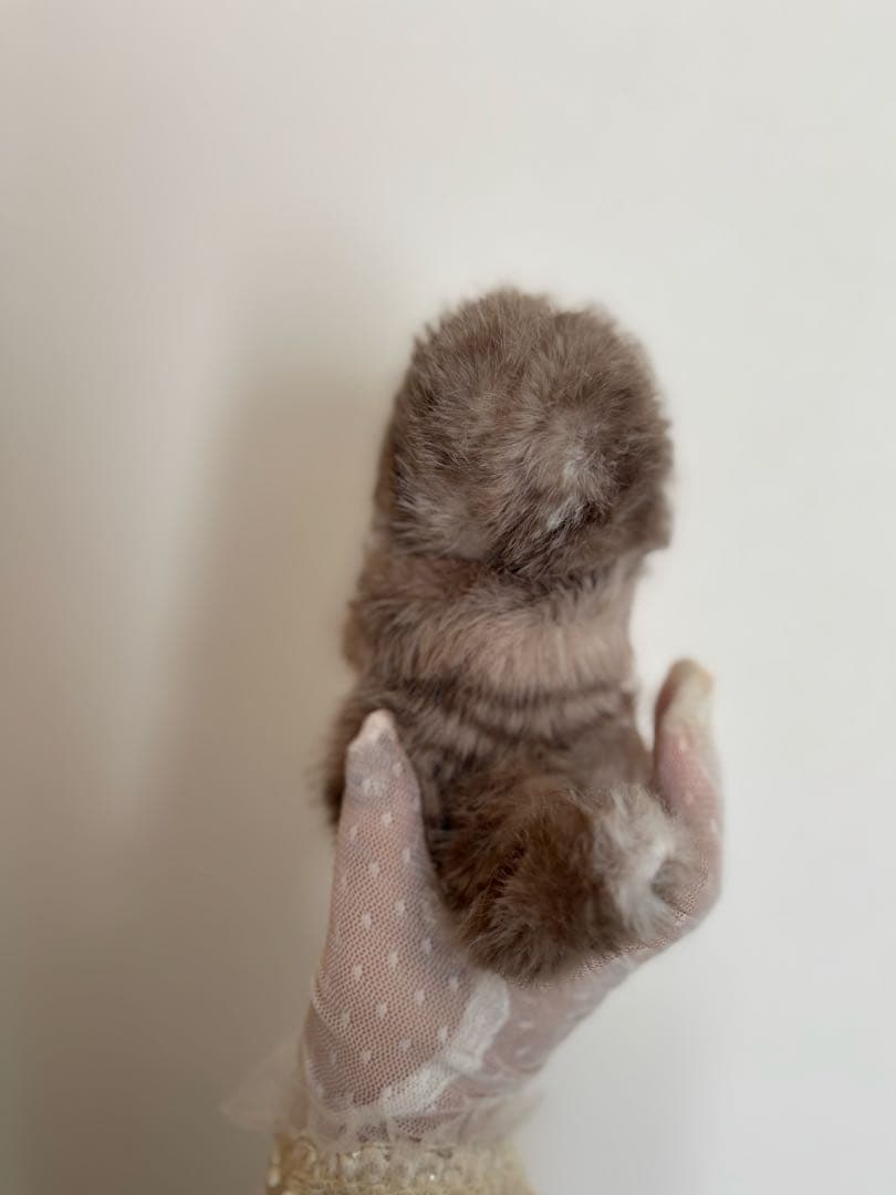 アートドール　No.067こねこ幻獣　羊毛フェルト