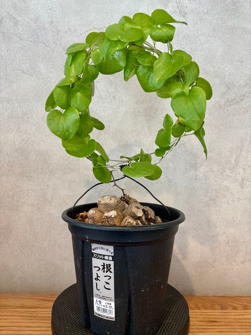 亀甲竜　塊根約13cm 良型・ツル仕立て　ディオスコレア　エレファンティペス