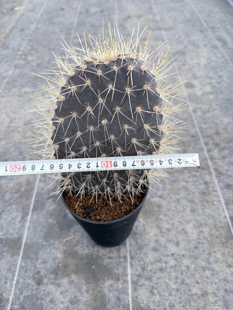 オプンチア　ガラパゴス団扇　サボテン